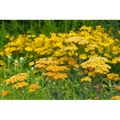 Fernleaf Yarrow In Garden by LianeM - Wrapped Canvas Print