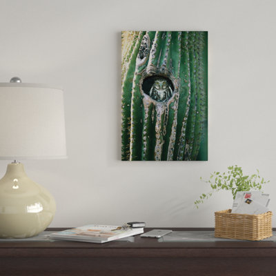 «Pygmy-Owl» ferrugineux adulte regardant par un trou de nid dans un cactus de Saguaro, Altar Valley, Arizona par Tom Vezo - reproduction d'art sur toile tendue