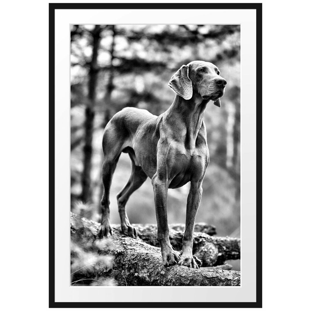 Gerahmtes Poster Edler Weimaraner im Wald