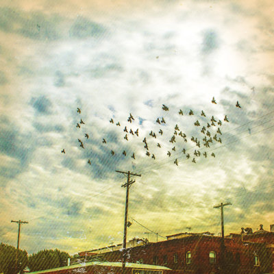 " Birds On Wires V " by Thomas Brown Painting Print