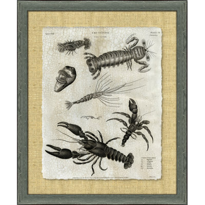 Crackled Crustacean II Print