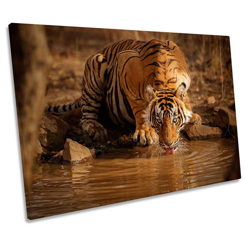 Tiger Drinking - Wrapped Canvas Art Prints, 61cm H x 91.4cm W x 4cm D