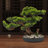 Artificial Bonsai Pine Tree, Realistic Desktop Faux Plant with Pebbles