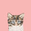 Chat, impression sur toile tendue-19741882-74757278-74757279
