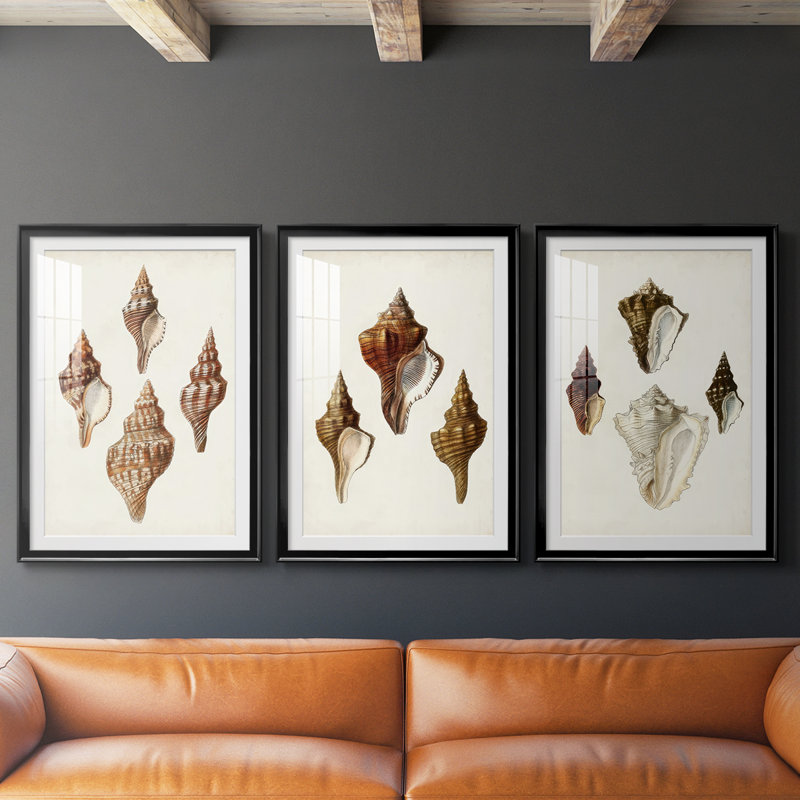 Sowerby Shells IV - Impression sur mesure encadrée de qualité supérieure - 3 pièces, Noir, H 21 po x l 30 po