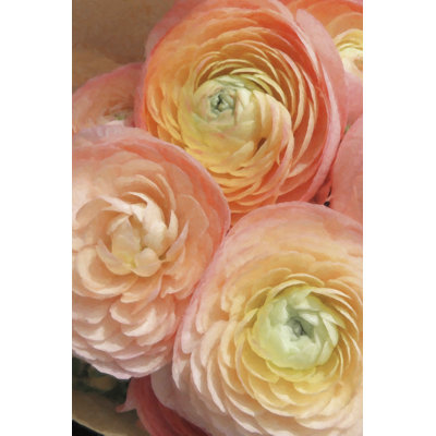 Ranunculus First Blush