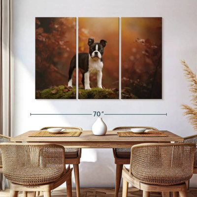 Boston terrier Brampt
