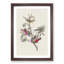 Painted Finches by John Audubon - Framed Print-55578087-55578090