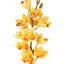Tiges d'orchidées-233168826
