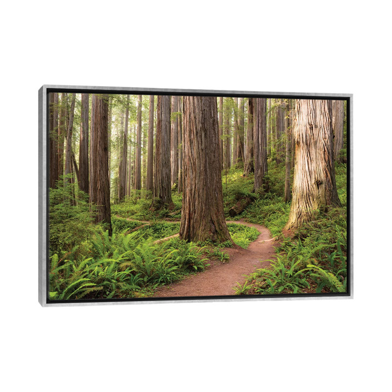 «Redwood Trail» par Stefan Hefele - reproduction de photo sur toile, H 18 po x l 26 po x P 1,5 po, Toile avec cadre argenté