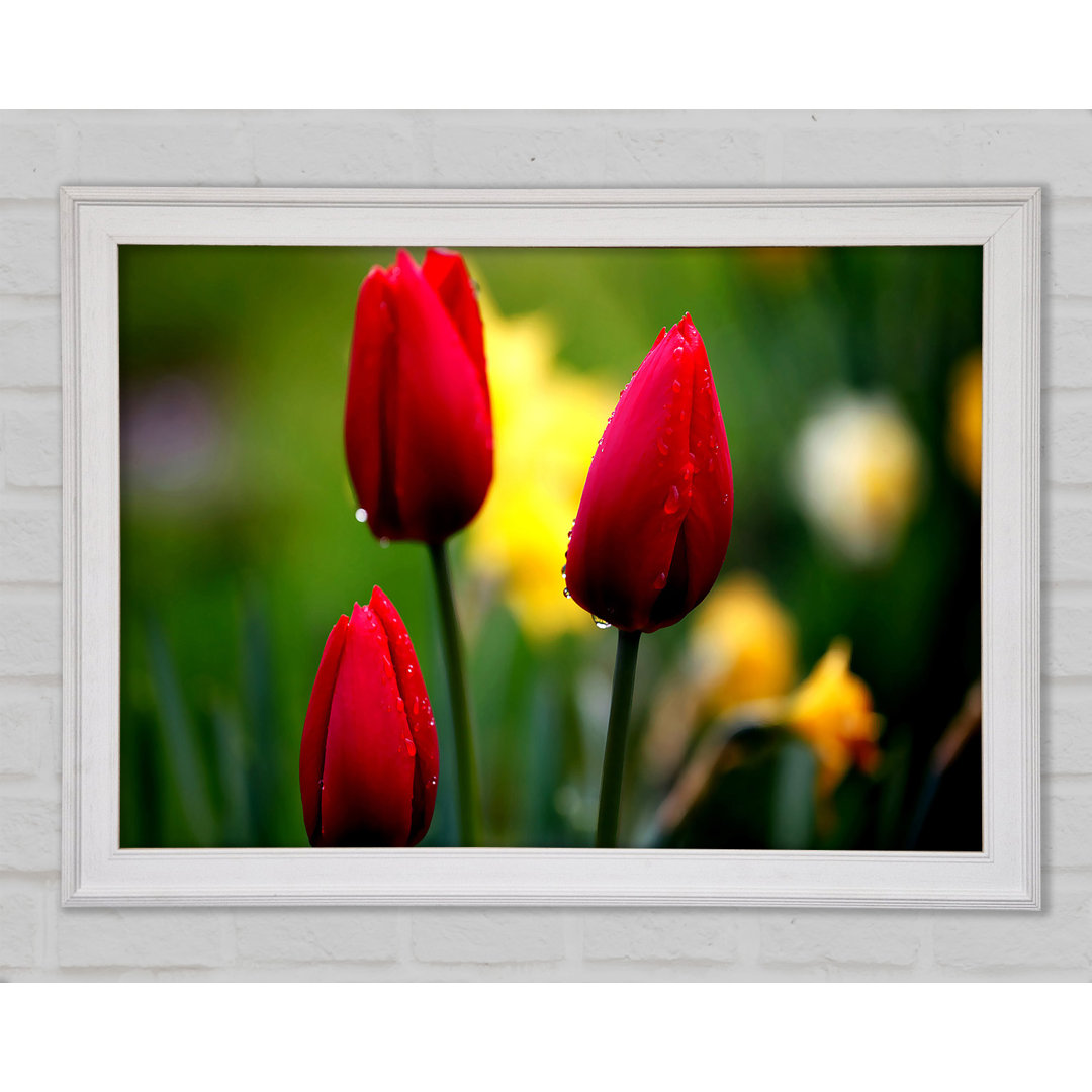 Gerahmtes Wandbild Three Red Tulips