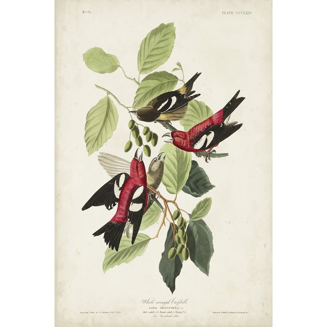 Leinwandbild Pl 364 White-Winged Crossbill von John Audubon