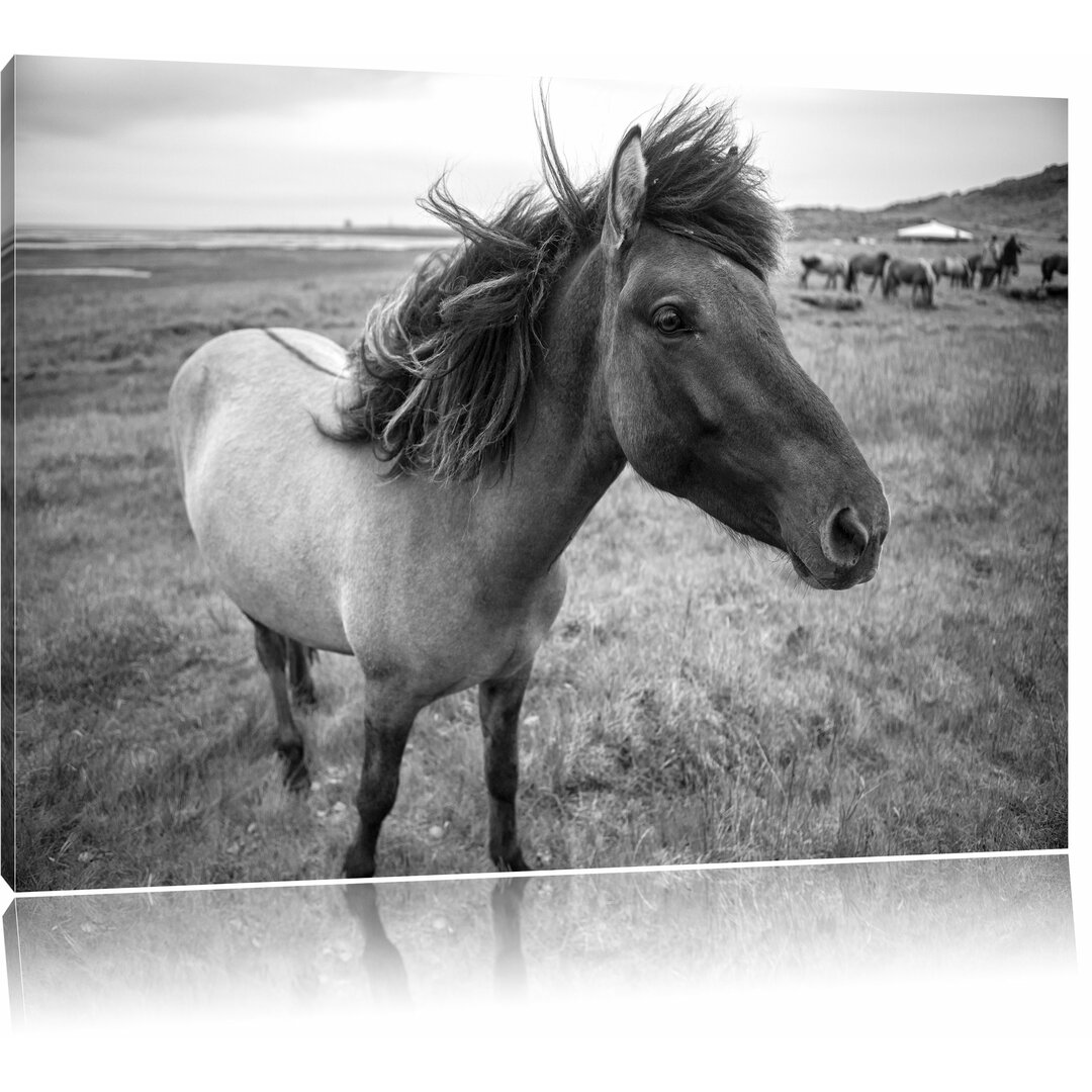 Leinwandbild „Isländer-Pferde in der Wildnis“, Fotodruck