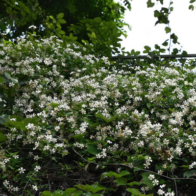 4 in. Asiatic Jasmine (8-Pack)
