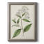 Collection Antique Botanical - reproduction d'art sur toile-116354874