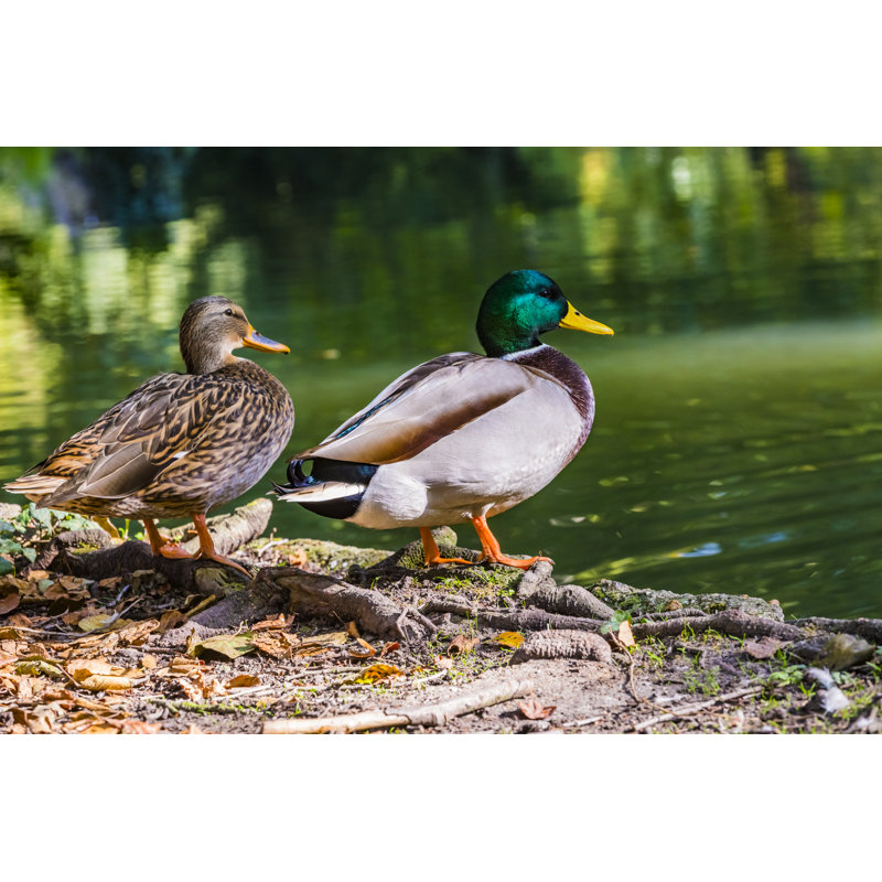 Mallard - photographie sur toile tendue, H 20 po x l 30 po