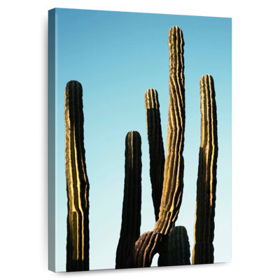 Cactus dorés Harnek