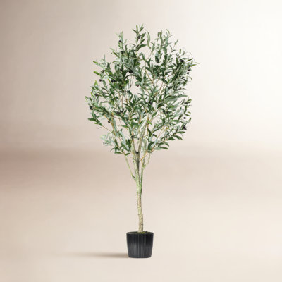 72" Olive Tree in Pot