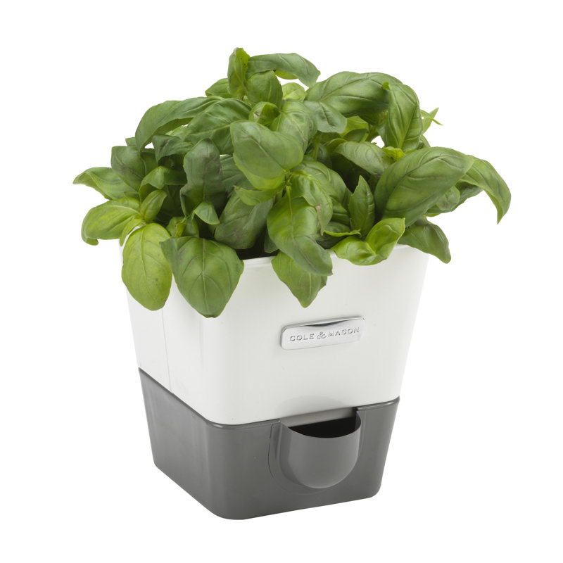 Herb Pot