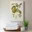 Vintage Pears II - impression sur toile tendue-1313909350