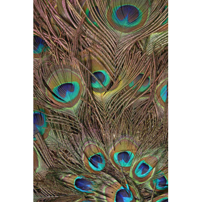 Plumes de paon III