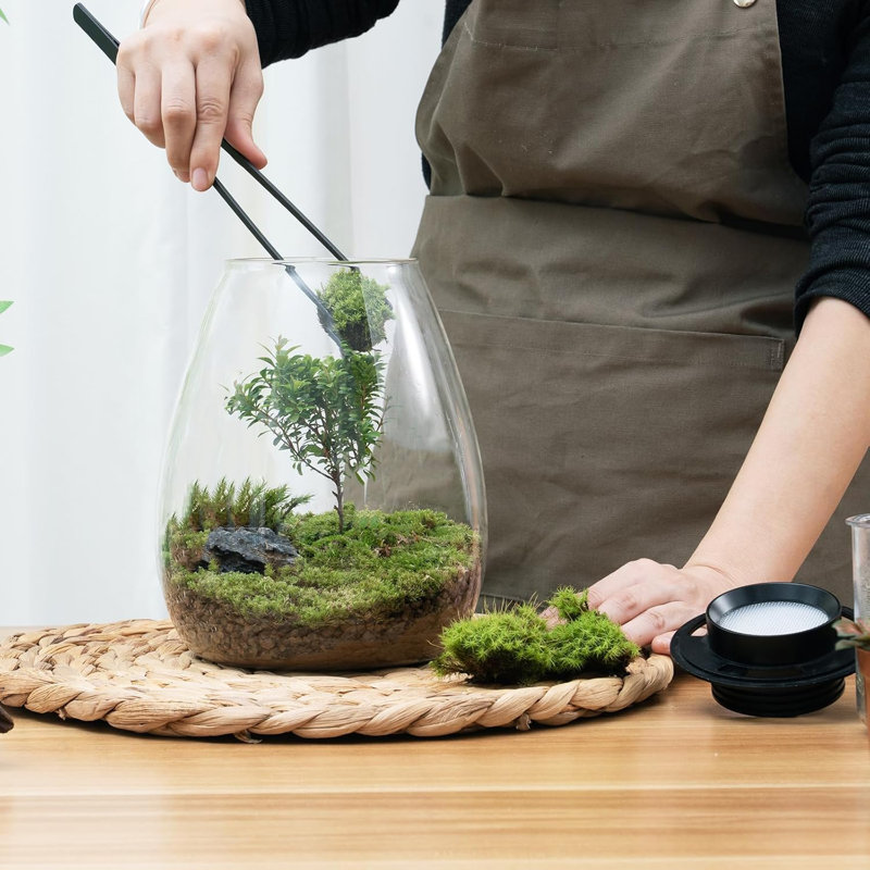 Terrarium de bureau en verre avec lumière de croissance (H: 7,8 po x P 6,7 po), pour plantes grasses, mousse, paysage de jardinage miniature