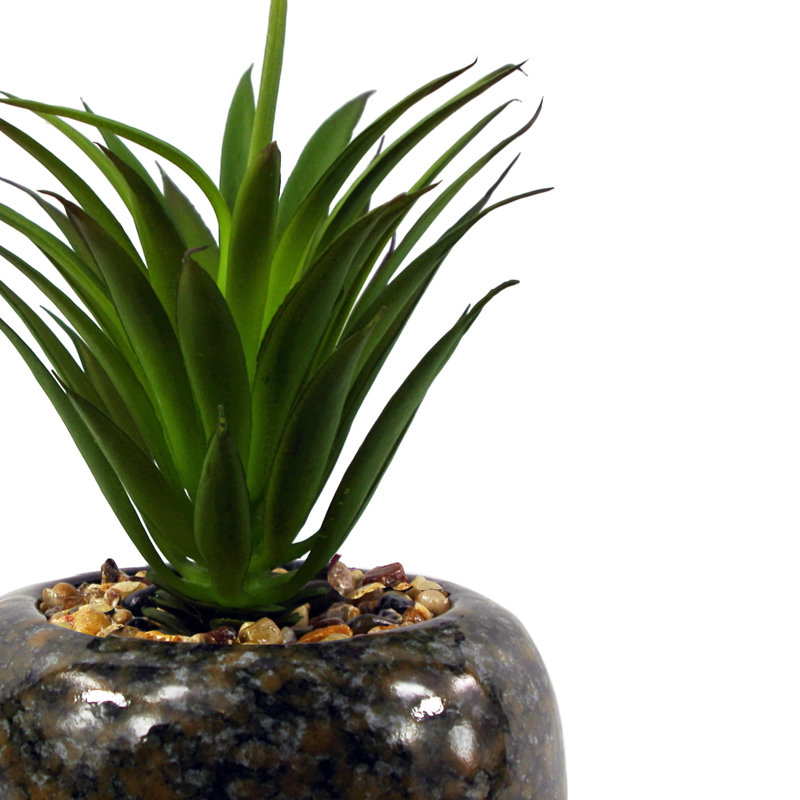 Annistin 18cm Plant