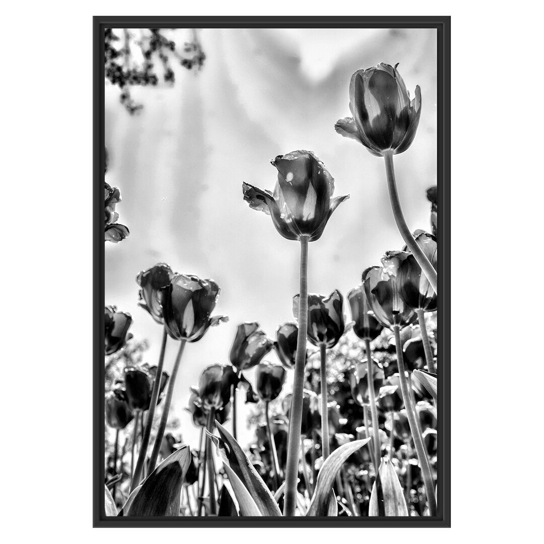 Gerahmtes Poster Tulip Field