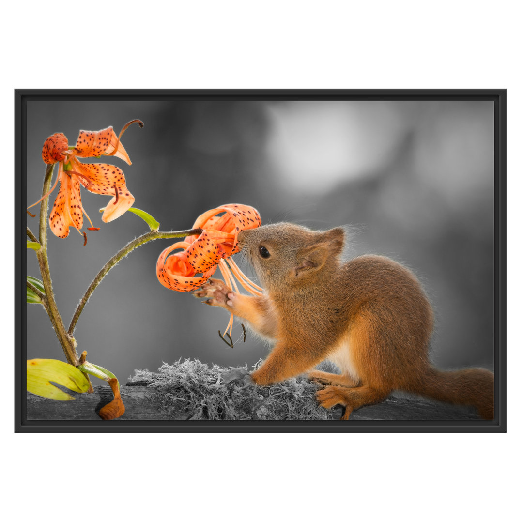 Gerahmtes Poster Ein Eichhörnchen riecht eine Blume