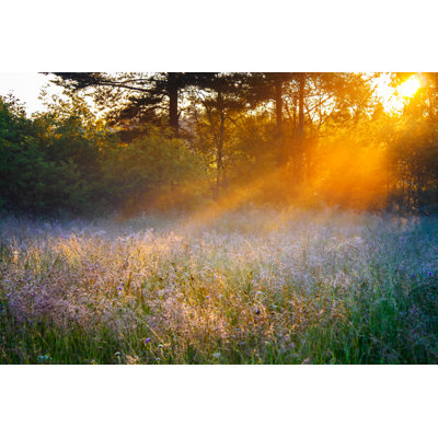 " Sunrise Over A Summer Blossoming Meadow " by Yanikap