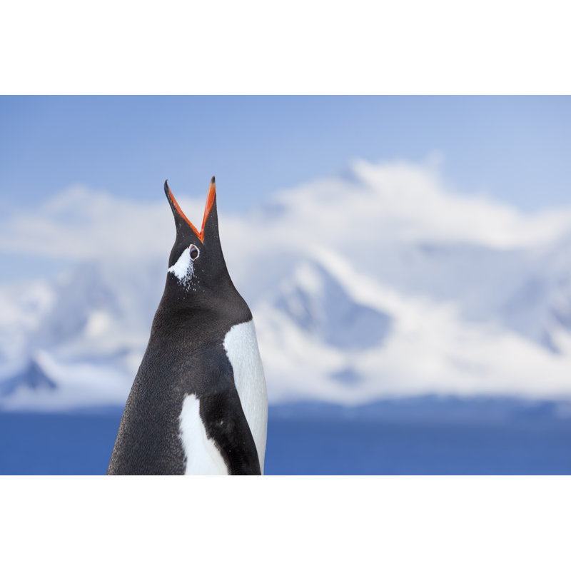 Antarctica Penguin Shouting by Grafissimo - No Frame Art Prints on Canvas, 30cm H x 46cm W