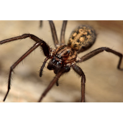 " Common House Spider (Tegenaria Domestica) "