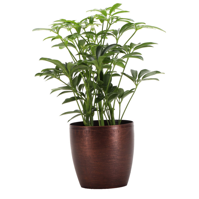 Live Arboricola Plant in Classic Pot, Copper