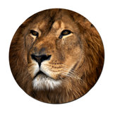Prideful Lion Print