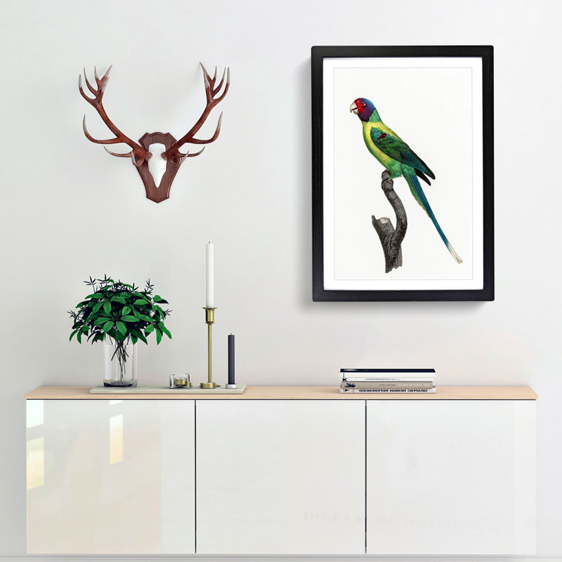Plum-Headed Parakeet by F. Levaillant - Picture Frame Painting Print, 48cm H x 36cm W x 2cm D, Black Framed