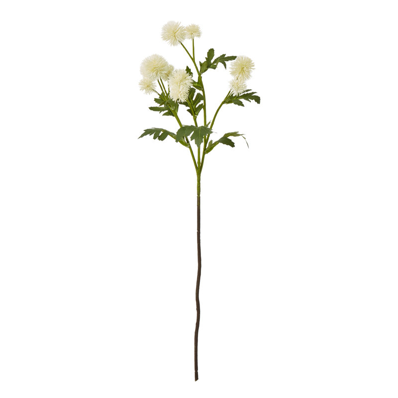 Anastasija Arrangement, Cream