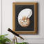 Graphic Nautilus " Graphic Nautilus "-953275478
