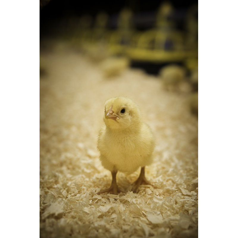 Cute Baby Chick by RyanJLane - No Frame Art Prints on Canvas, 122cm H x 81cm W