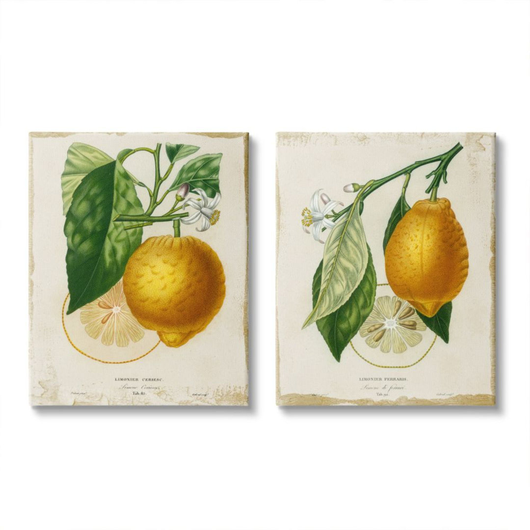 " Floral Lemon Branch With French Script " 2 - Pieces Stupell Industries