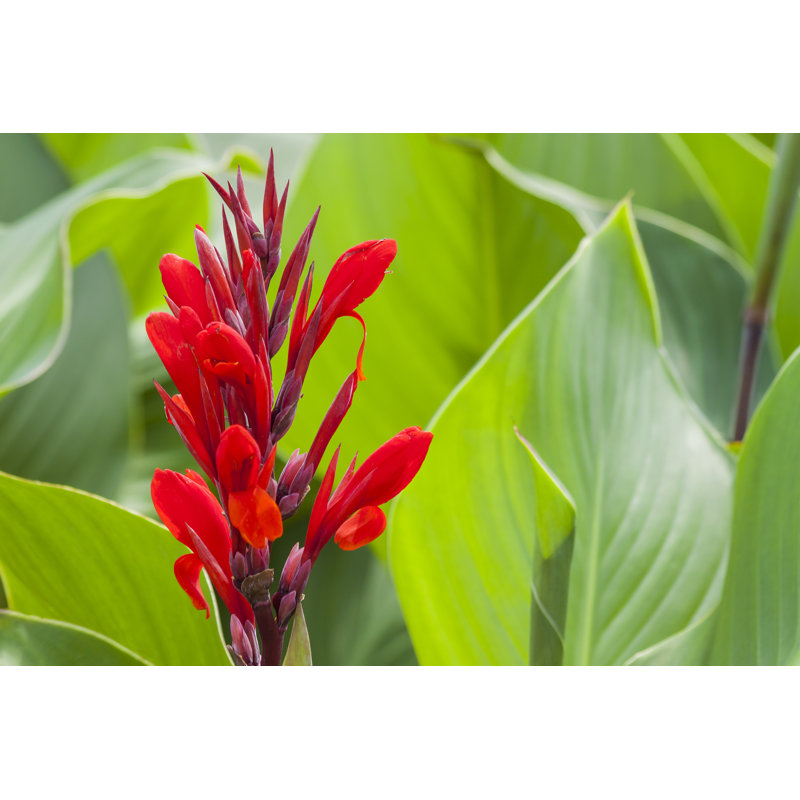 Liggitt Canna Lilies - Wrapped Canvas Print, 61cm H x 91cm W x 3.8cm D