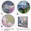 Nature morte vase hortensia bouquet pastel doux I - impressions sur toile hortensia-1617416752-1617416741
