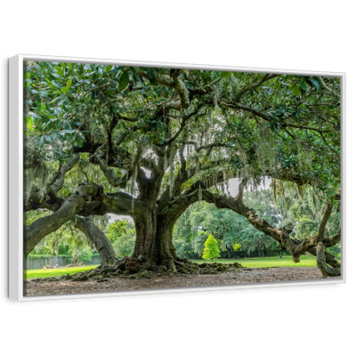 Audubon Park Oak Tree