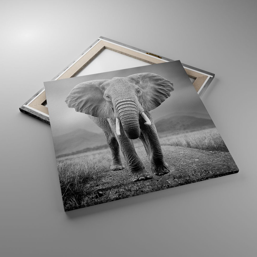 Leinwandbild Elephant Wildness Nature