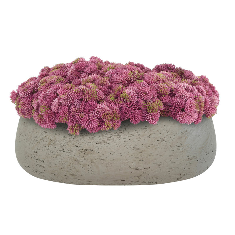 Sedum disposée en pot de fibres, Gris, Rose