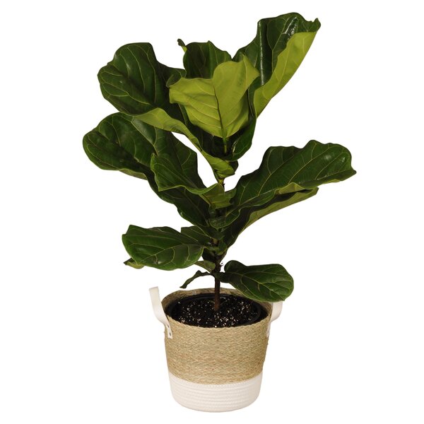 United Nursery 28'' Fiddle Leaf Fig Plant in Wicker/Rattan Basket | Wayfair