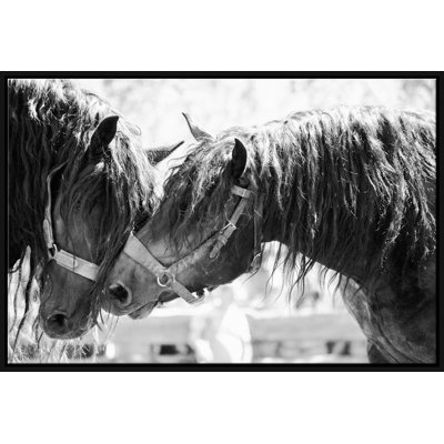 Stallion Love Giclee On Canvas