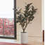 TREE RUBBER POT 5FT