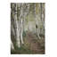 « bouleau trail », reproduction de photo sur toile tendue-33538628