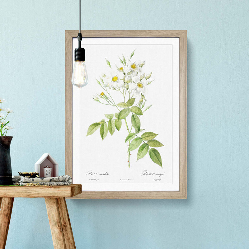 Musk Roses in White by Pierre-Joseph Redoute - Picture Frame Painting Print, Oak Framed, 36cm H x 27cm W x 2cm D