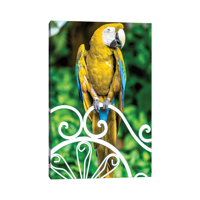 Macaw III by Glauco Meneghelli - Wrapped Canvas Print, 45.72cm H x 30.48cm W x 1.9cm D